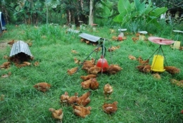 hoop houses,pastured poultry system,free-range chicken,organic chicken,ayam kampung