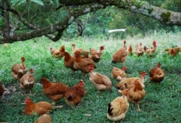 egg laying chickens, free range layers, free range eggs, organic eggs, grass fed eggs, grassfed chickens,