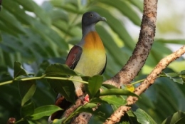 little green pigeon,treron olax