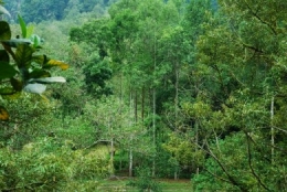 agro forestry, permaculture, meranti, nyatoh, pulai, rain trees,