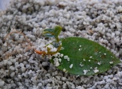 leaf cutting Web.JPG