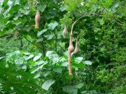 weaver birds, weaver bird nests, ploceus philippinus, burung tempua, baya weaver, co-existing with nature, 