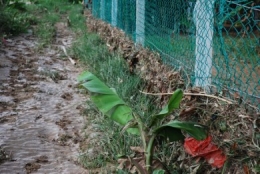 Farmer's bane, floods, river broke its bank, tire staircase, 