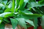 kangkung web.JPG