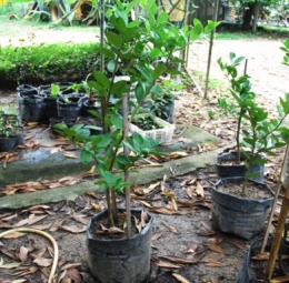 marcotting,air layering,lemon,organic farming,permaculture