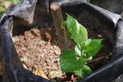 mulberry tree sapling Web.JPG