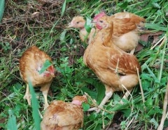 grass eating chickens 2 Web.JPG