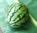 watermelon first 3 kg Web.JPG