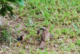 yellow vented bulbul, taming wild birds, 