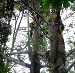 Kapok, Ceiba pentandra, sustainable farming, sustainable forestry, income generating forest trees,