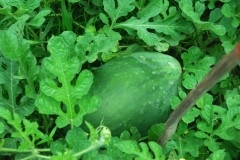 watermelon raised bed healthy leaves n fruits Web 2.JPG