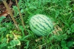 watermelon close up weeds Web.JPG