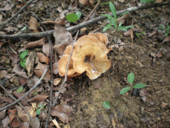 fungus.gif