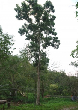 agro forestry, permaculture, meranti, nyatoh, pulai, rain trees, 