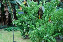 yellow vented bulbul,taming wild birds