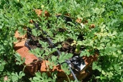 watermelon raised bed Web 3.JPG