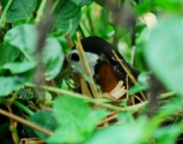 white crested waterhen,amaurornis phoenicurus,rails,crake