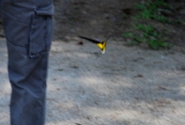 common yellow birdwing butterfly,troides helena,rare butterflies