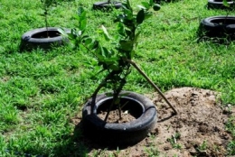 marcotting,air layering,lemon,organic farming,permaculture