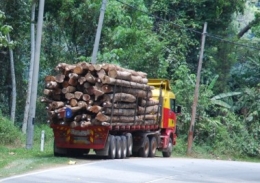 logging, timber,