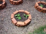 raised beds1Web Size.JPG