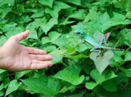 wild birds, taming wild birds, green crested lizard,