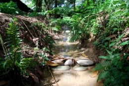 permaculture,napia grass,sustainable agriculture,organic farming,natural sun-shading,passion fruits,swales,earth drains,retention ponds