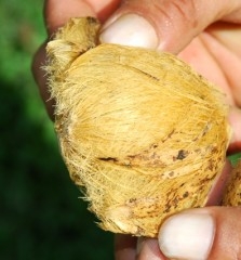 marcotting,air layering,areca nut,pokok pinang,areca palm,areca nut fiber