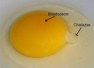 Eggs - What's That Wiggly Thingy? : DQ Farm (est. 1991)