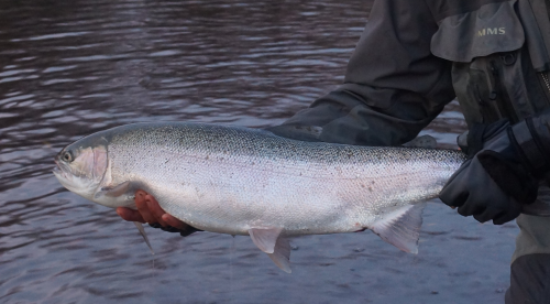 SteelHead Of Kamchatka - DREAMFISH... de KEN from ELSASS!!!!!