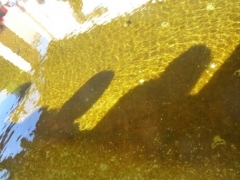 P1500620.jpg