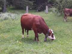 turini-vache.jpg