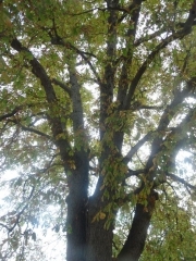 P1550567.jpg