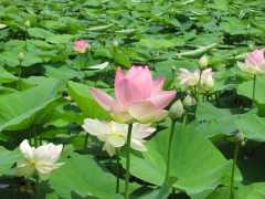 IMG_0198.JPG
