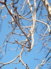 P1590172.jpg
