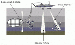 sonarpeche.gif