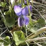 violette.jpg