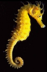 photo-Hippocampe-4.jpg