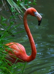 flamant.rose.rabi.1g.jpg