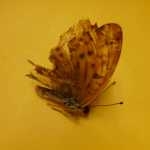 papillon.jpg