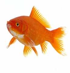 poisson-rouge.jpg