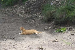 j3-tigre-roux.JPG