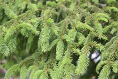 j2-sapin-2.JPG