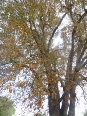 P1620386.jpg