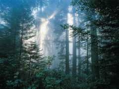 foret-sombre.jpg