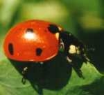 coccinelle_1.jpg