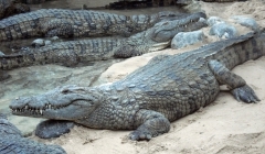 crocodile-1.jpg