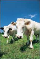 vache_2.jpg