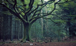 La-forêt-de-Brocéliande-entrez-dans-la-légende.jpg