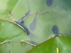 P1600305.jpg